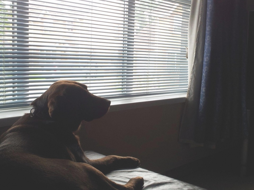 Ninja cats that have mastered the ancient martial art of ninjutsu