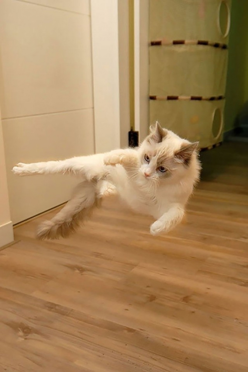 Ninja cats that have mastered the ancient martial art of ninjutsu