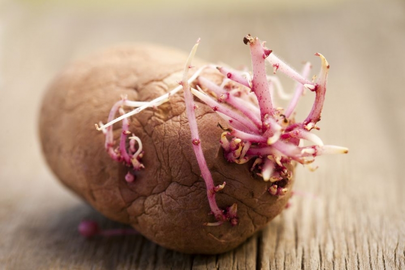 No sólo el pez globo: 12 "la venenosa" de los productos en su Escritorio