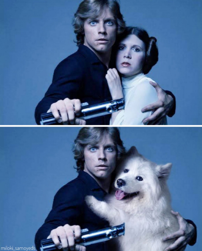 Now we know how would look like the Terminator if he played Samoyed Now we know how would look like the Terminator if he played Samoyed