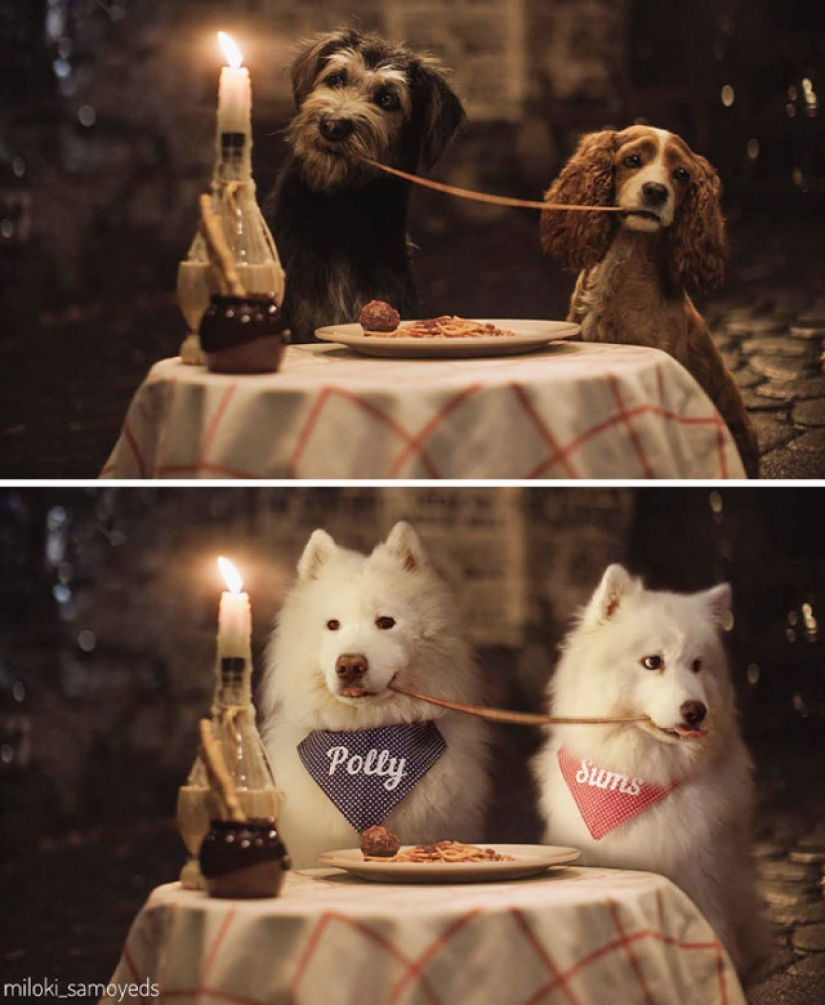 Now we know how would look like the Terminator if he played Samoyed Now we know how would look like the Terminator if he played Samoyed