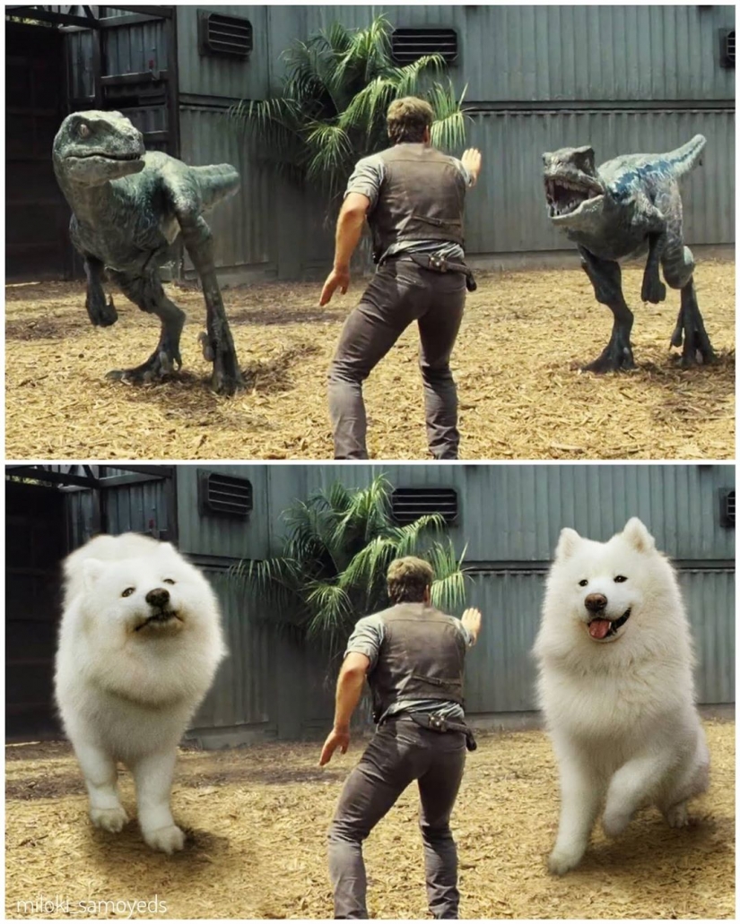 Now we know how would look like the Terminator if he played Samoyed Now we know how would look like the Terminator if he played Samoyed