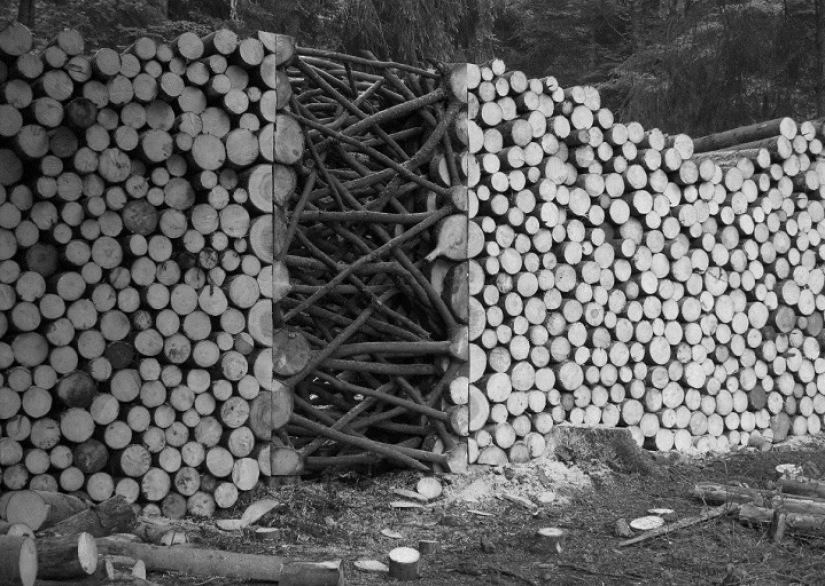 On the courtyard grass, on a grass firewood On the courtyard grass, on a grass firewood