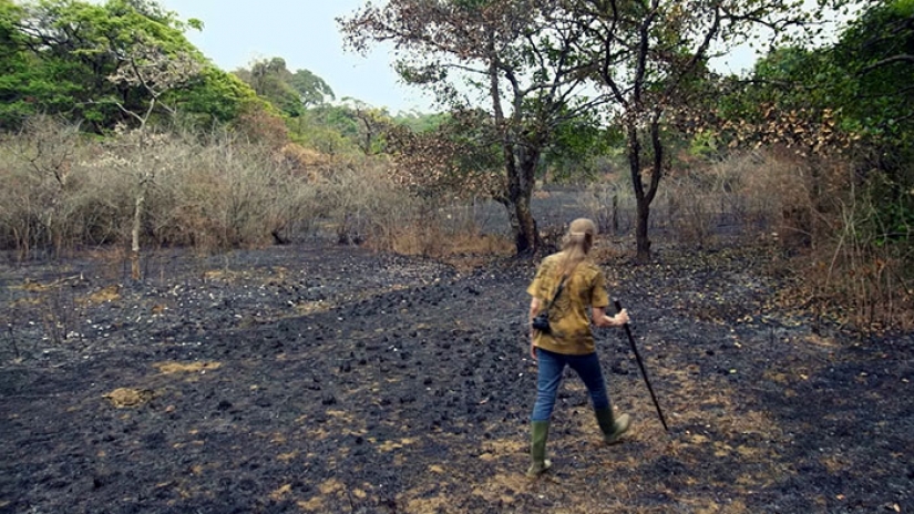Pareja de 26 años que pasó en la restauración de la reserva, cuando un bosque tropical Pareja de 26 años que pasó en la restauración de la reserva, cuando un bosque tropical