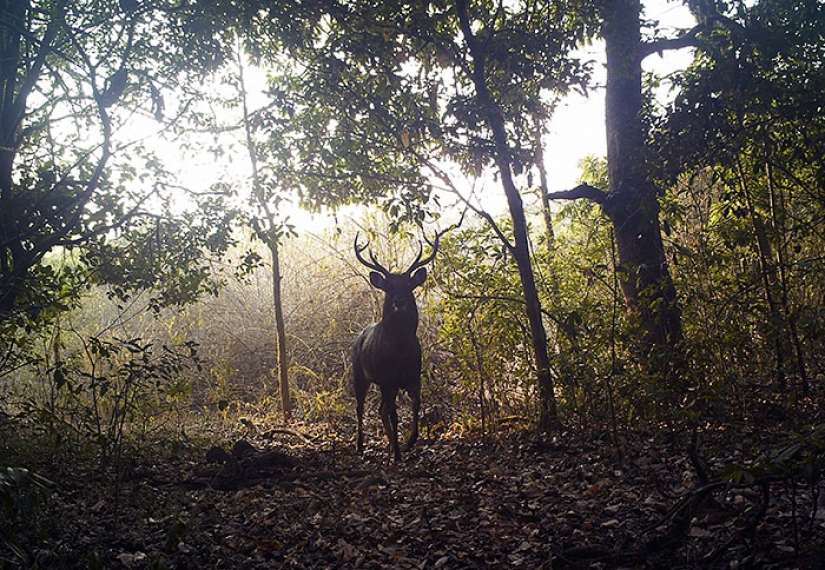 Pareja de 26 años que pasó en la restauración de la reserva, cuando un bosque tropical Pareja de 26 años que pasó en la restauración de la reserva, cuando un bosque tropical