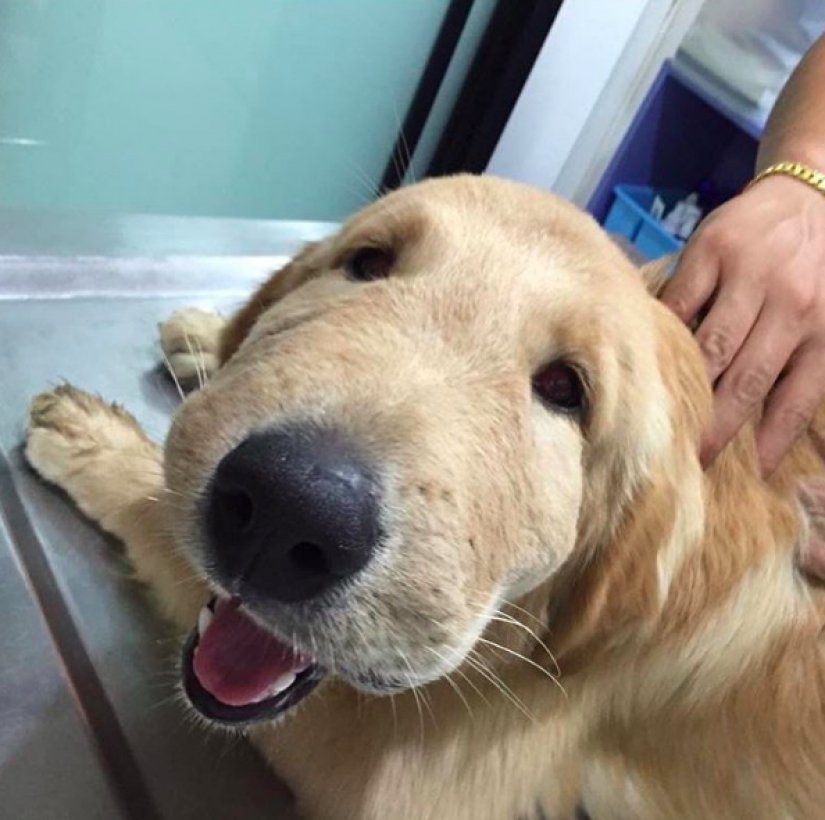 Perro que se comió una abeja, y realmente lamento