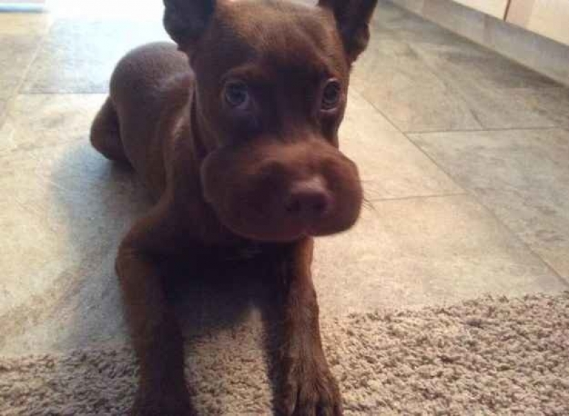 Perro que se comió una abeja, y realmente lamento