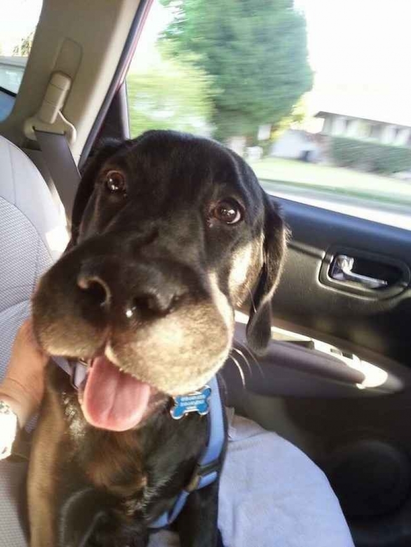 Perro que se comió una abeja, y realmente lamento