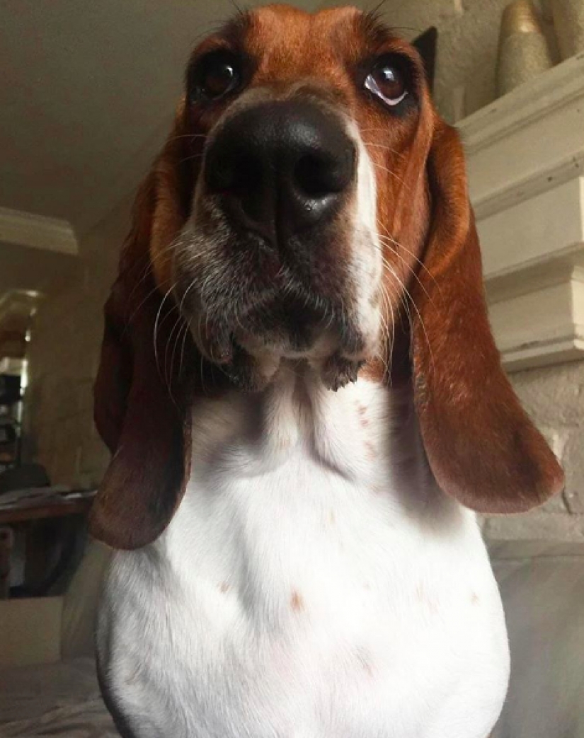 Perro que se comió una abeja, y realmente lamento