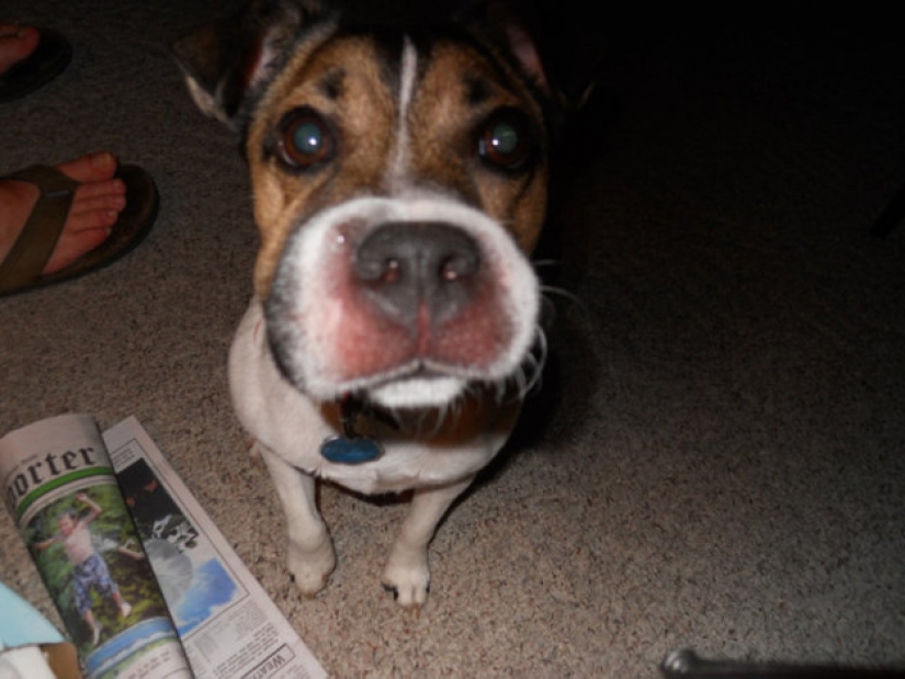 Perro que se comió una abeja, y realmente lamento