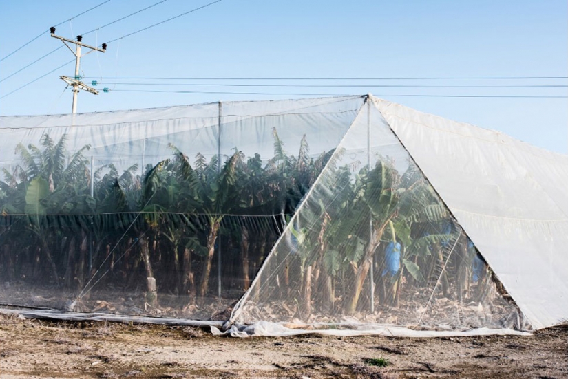 Photo: dying Dead sea