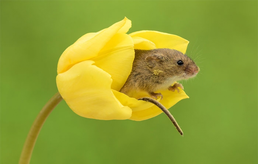Photographer shot as mouse-baby hiding in the tulips, and we can't stop looking at it