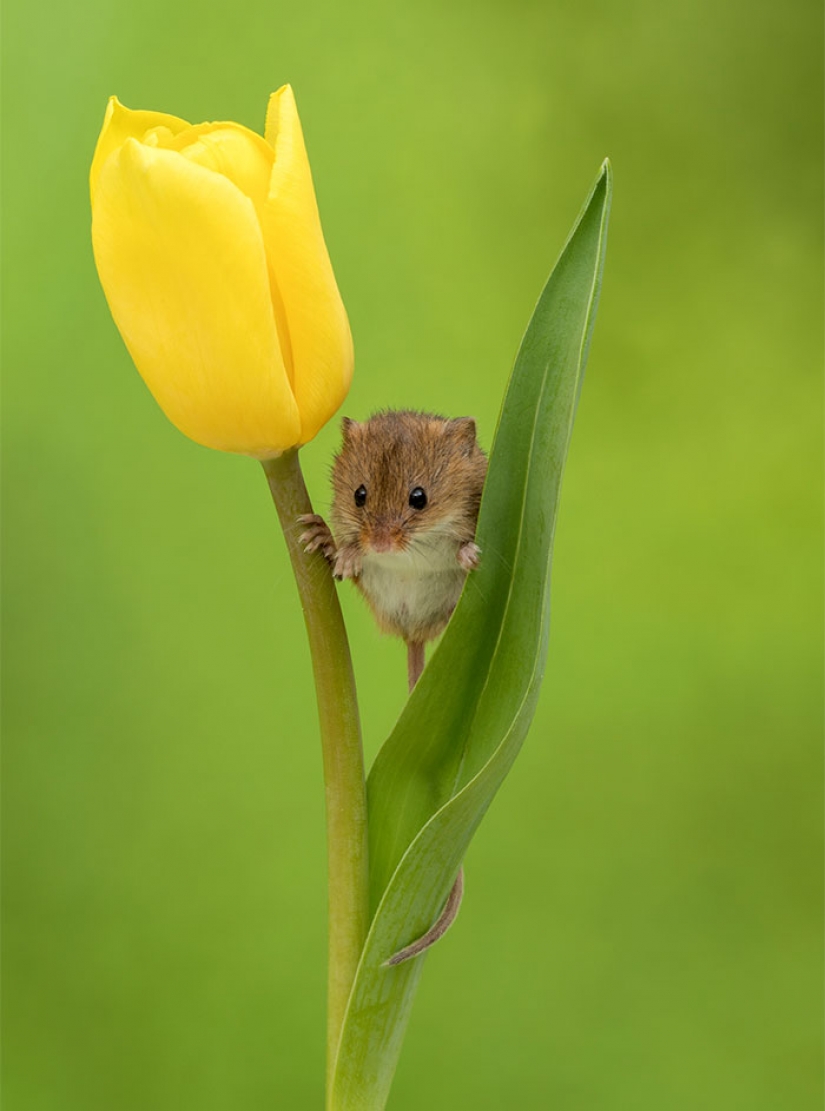 Photographer shot as mouse-baby hiding in the tulips, and we can't stop looking at it