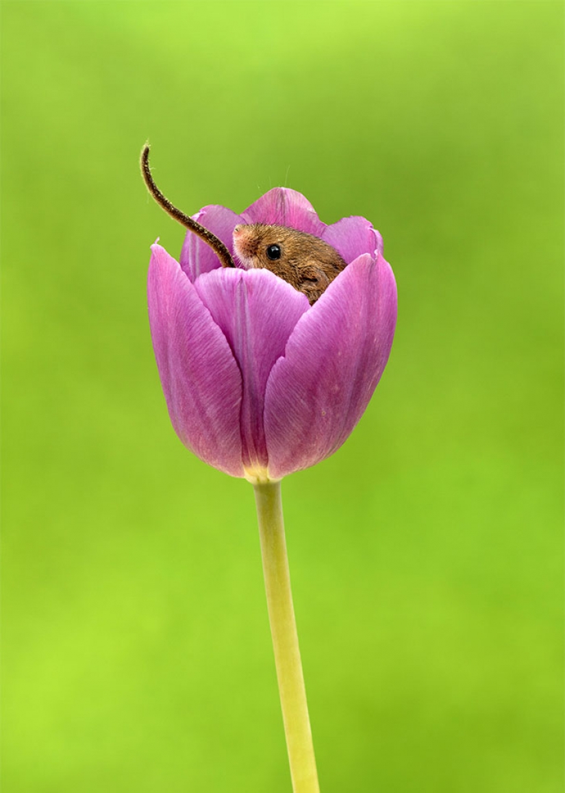 Photographer shot as mouse-baby hiding in the tulips, and we can't stop looking at it