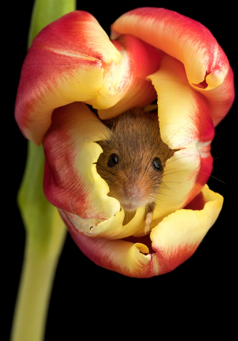 Photographer shot as mouse-baby hiding in the tulips, and we can't stop looking at it