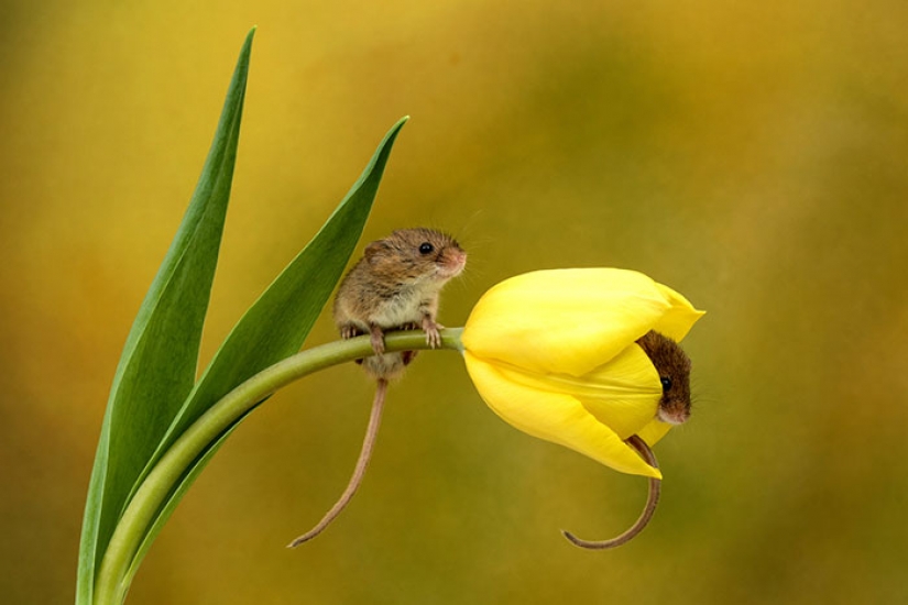 Photographer shot as mouse-baby hiding in the tulips, and we can't stop looking at it