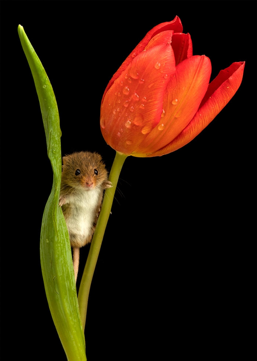 Photographer shot as mouse-baby hiding in the tulips, and we can't stop looking at it