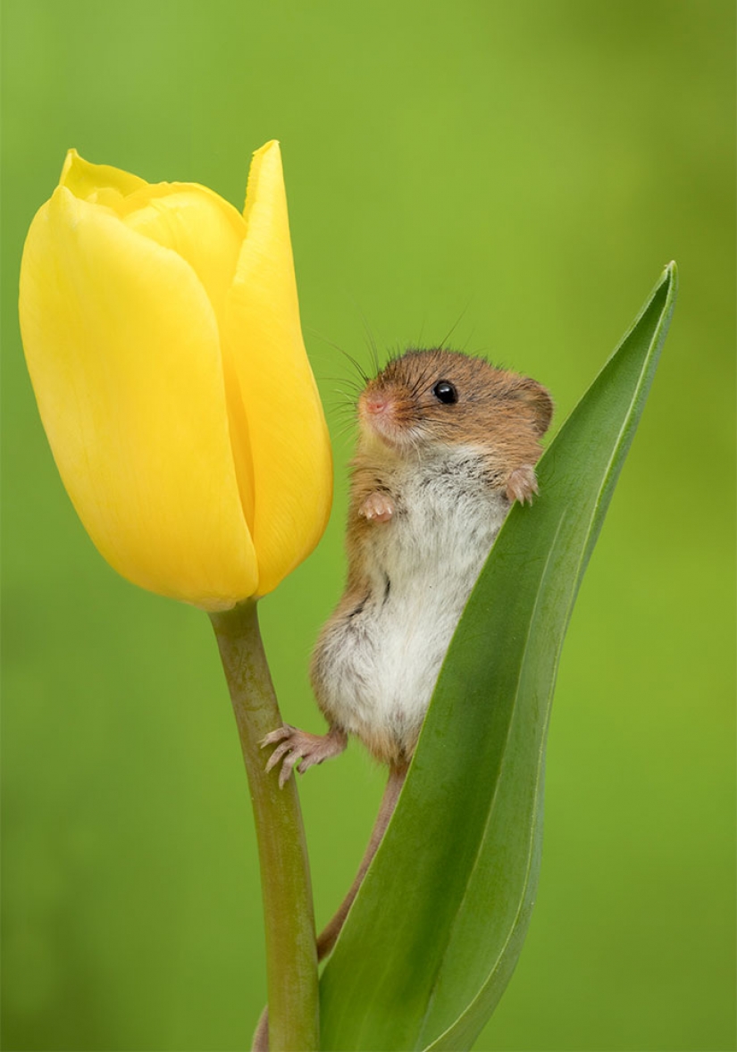 Photographer shot as mouse-baby hiding in the tulips, and we can't stop looking at it