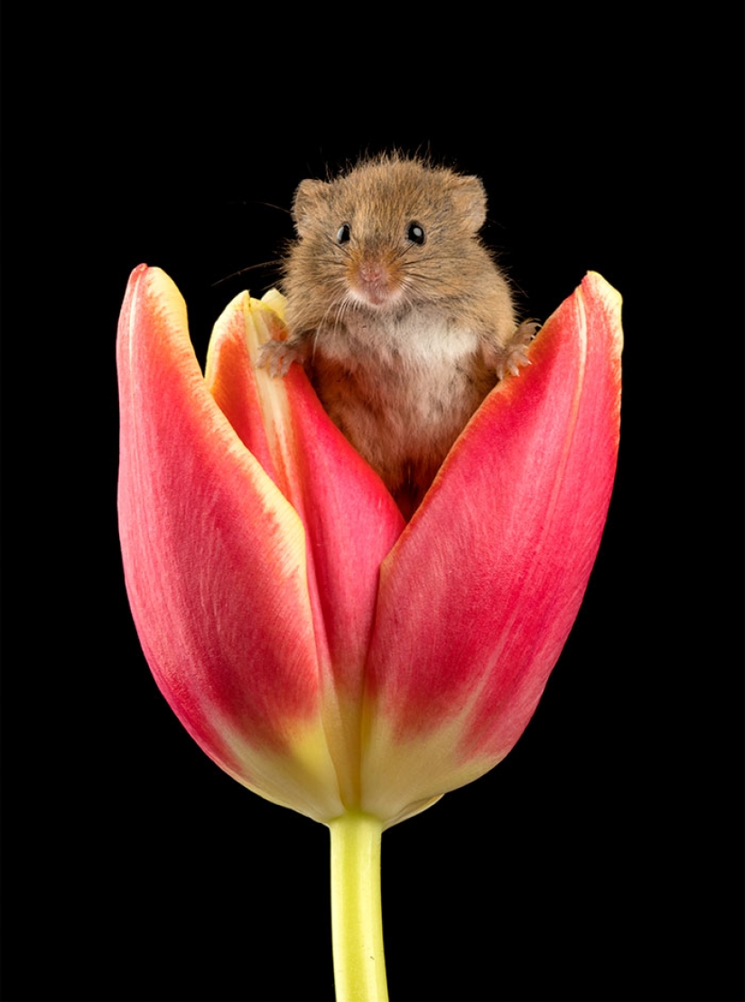 Photographer shot as mouse-baby hiding in the tulips, and we can't stop looking at it