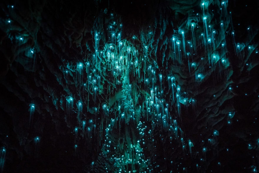 Photographer shot of the starry sky of glowworms cave in new Zealand Photographer shot of the starry sky of glowworms cave in new Zealand