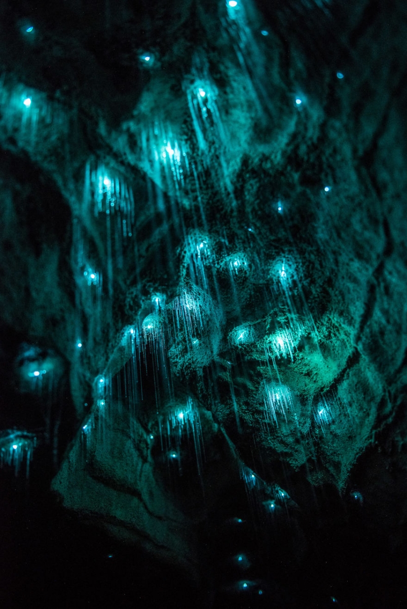 Photographer shot of the starry sky of glowworms cave in new Zealand Photographer shot of the starry sky of glowworms cave in new Zealand