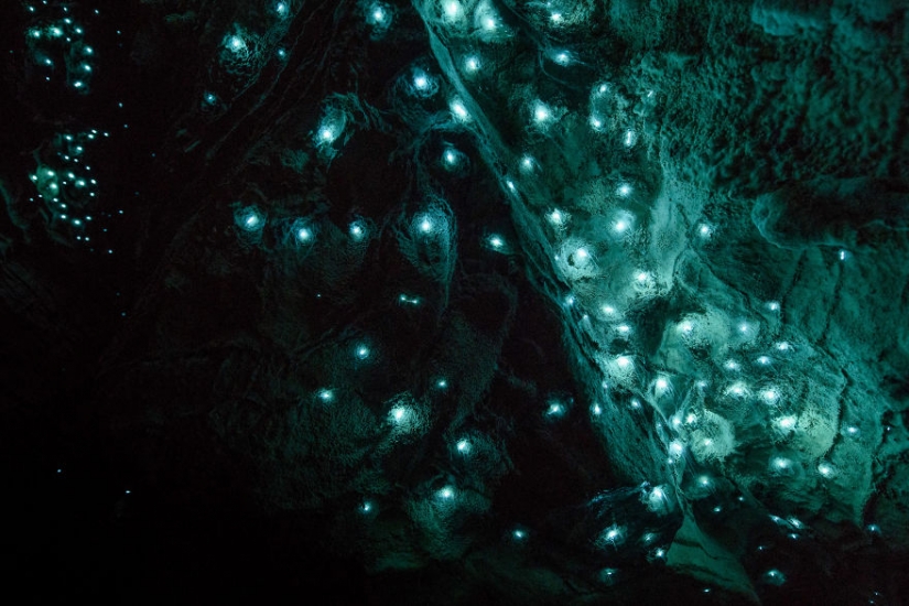 Photographer shot of the starry sky of glowworms cave in new Zealand Photographer shot of the starry sky of glowworms cave in new Zealand