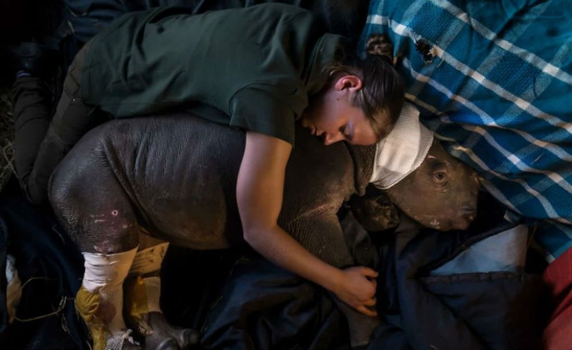 Photographers against poachers: harrowing footage of wildlife crime