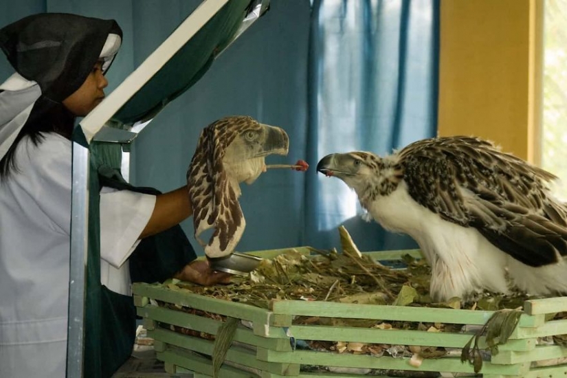 Photographers against poachers: harrowing footage of wildlife crime