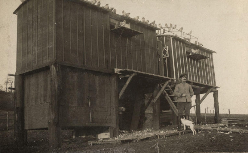 Pigeons and masks: the other side of the First world