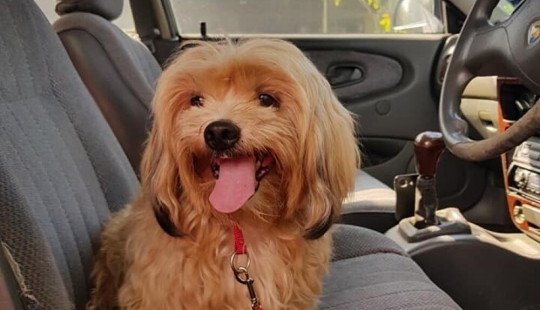 "Please, love me": how a cute dog thrown on the road, has found a new home