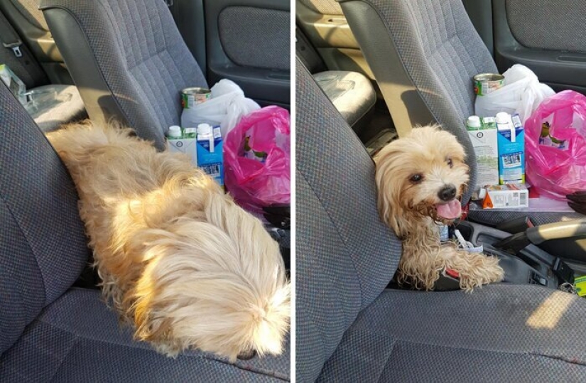 "Por favor, me encanta": ¿cómo un lindo perro tirado en la carretera, ha encontrado un nuevo hogar "Por favor, me encanta": ¿cómo un lindo perro tirado en la carretera, ha encontrado un nuevo hogar