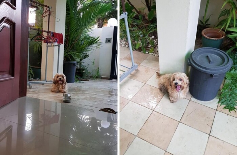 "Por favor, me encanta": ¿cómo un lindo perro tirado en la carretera, ha encontrado un nuevo hogar "Por favor, me encanta": ¿cómo un lindo perro tirado en la carretera, ha encontrado un nuevo hogar