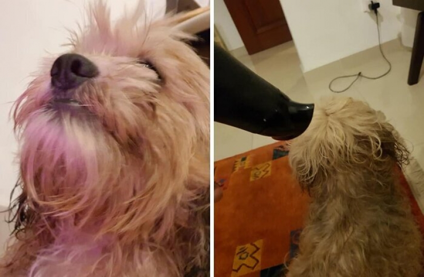 "Por favor, me encanta": ¿cómo un lindo perro tirado en la carretera, ha encontrado un nuevo hogar "Por favor, me encanta": ¿cómo un lindo perro tirado en la carretera, ha encontrado un nuevo hogar
