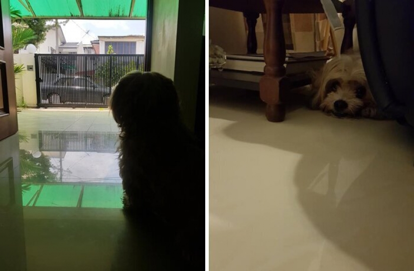 "Por favor, me encanta": ¿cómo un lindo perro tirado en la carretera, ha encontrado un nuevo hogar "Por favor, me encanta": ¿cómo un lindo perro tirado en la carretera, ha encontrado un nuevo hogar