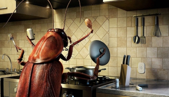 ¿Por qué en un gigante de la granja en China criados seis mil millones de cucarachas en un año ¿Por qué en un gigante de la granja en China criados seis mil millones de cucarachas en un año