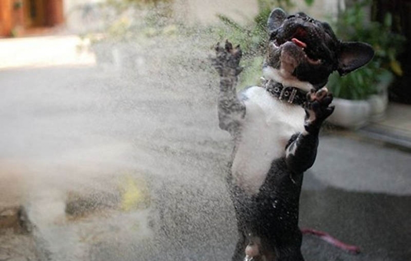 Por qué los gatos son mejores que los perros Por qué los gatos son mejores que los perros