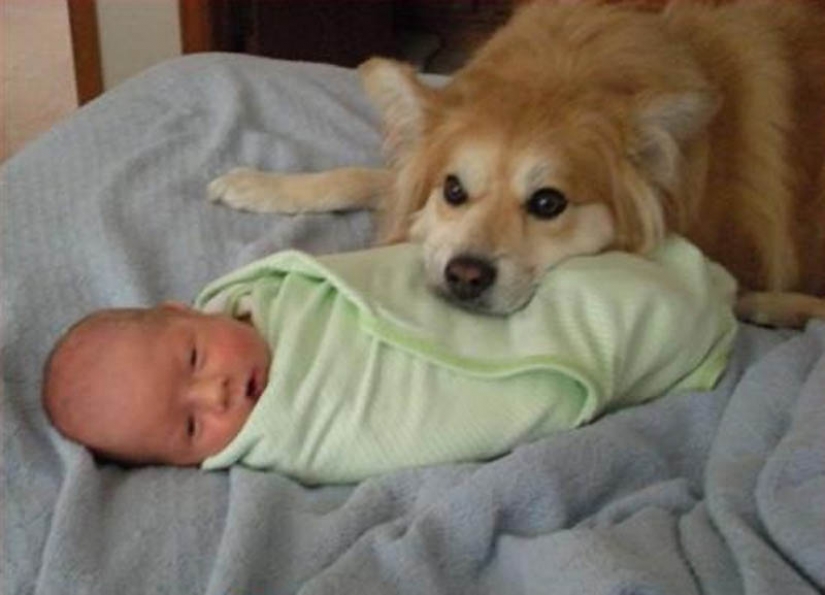 Por qué los gatos son mejores que los perros Por qué los gatos son mejores que los perros