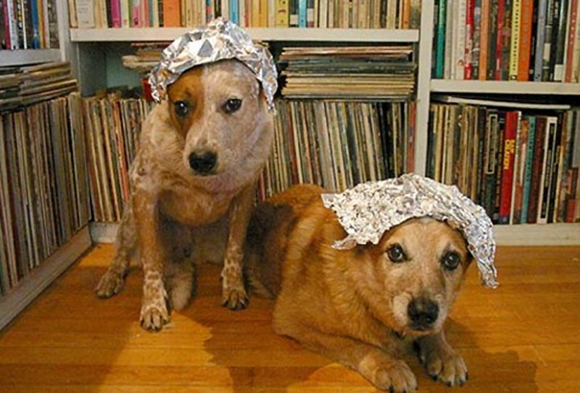 Por qué los gatos son mejores que los perros Por qué los gatos son mejores que los perros