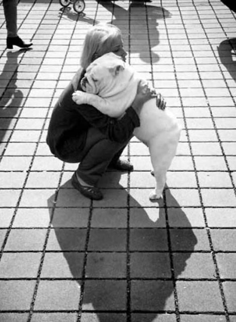 Por qué los gatos son mejores que los perros Por qué los gatos son mejores que los perros