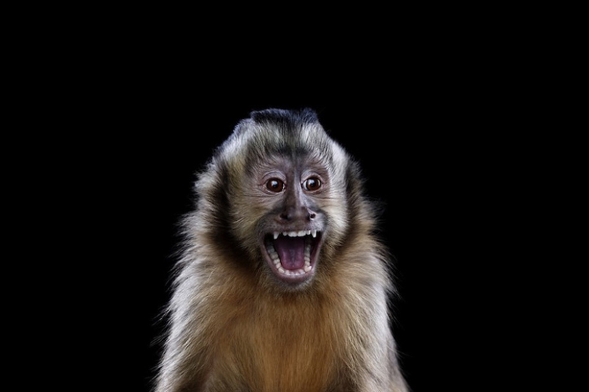 Portraits of animals close up Portraits of animals close up