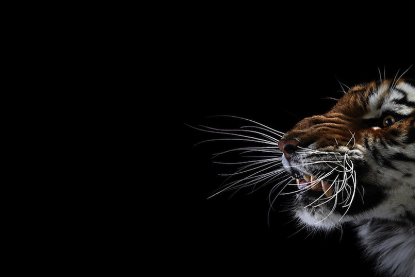 Portraits of animals close up Portraits of animals close up