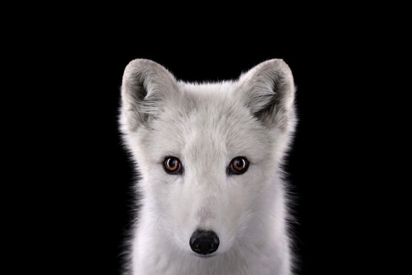 Portraits of animals close up Portraits of animals close up