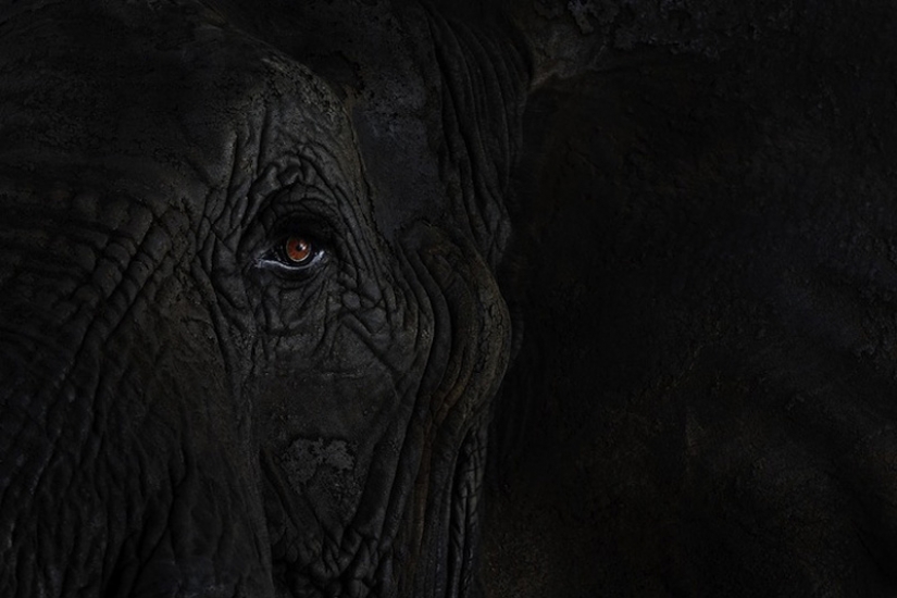 Portraits of animals close up Portraits of animals close up