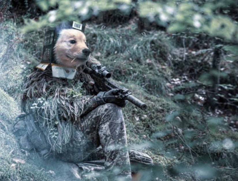 Pup's got the muzzle in the box and immediately became the hero of photojob Pup's got the muzzle in the box and immediately became the hero of photojob