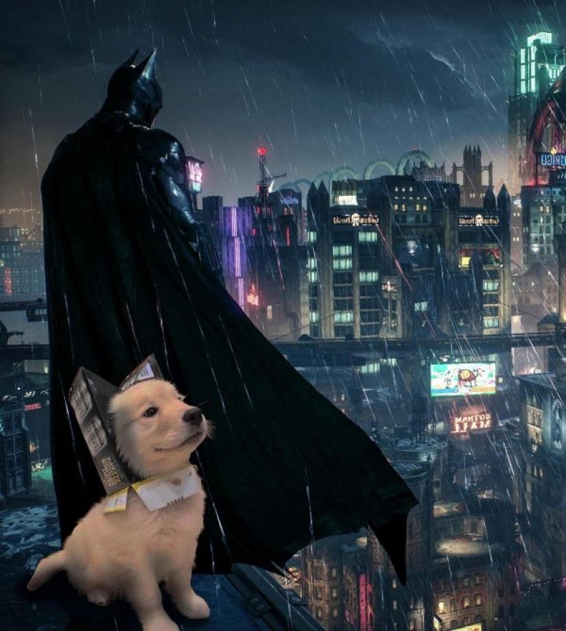 Pup's got the muzzle in the box and immediately became the hero of photojob Pup's got the muzzle in the box and immediately became the hero of photojob