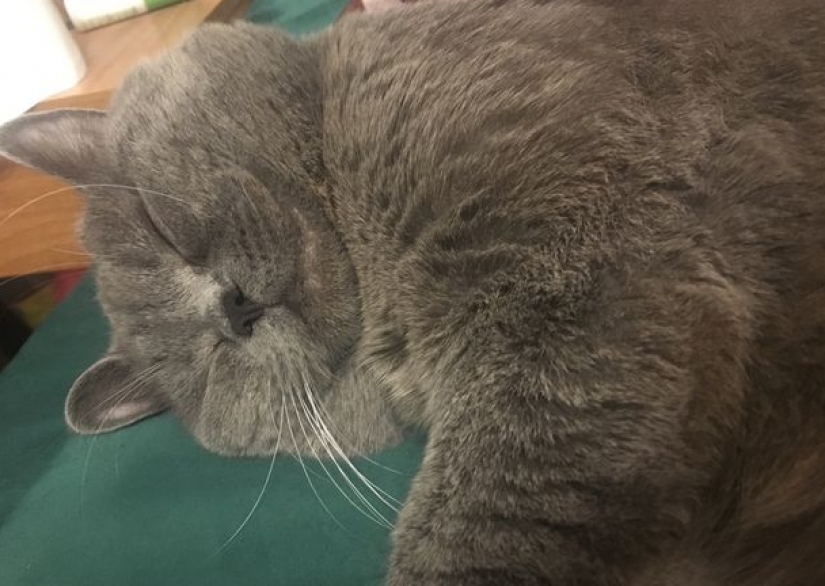 Rested at the hotel: the cat required medical attention after a stormy night with five cats