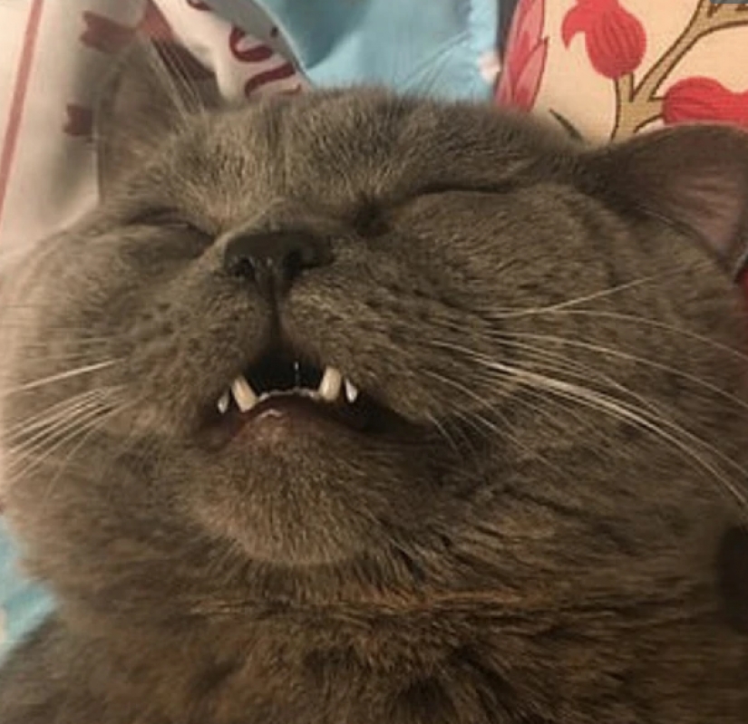 Rested at the hotel: the cat required medical attention after a stormy night with five cats