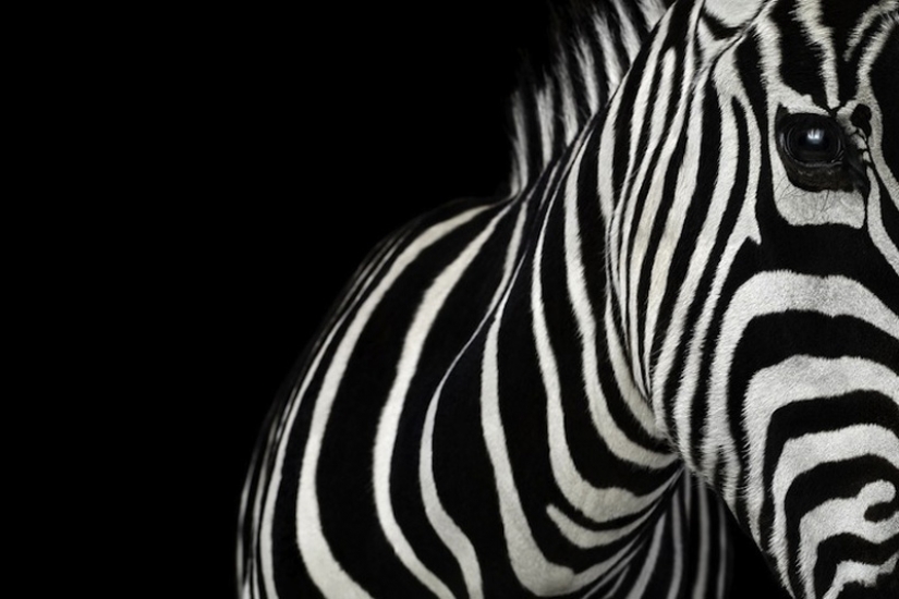 Retratos de animales de cerca Retratos de animales de cerca