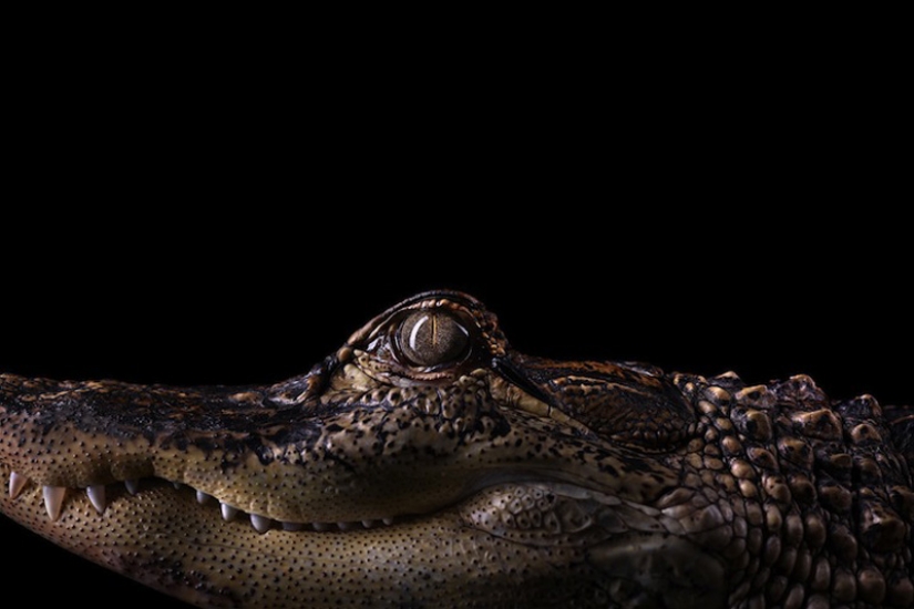 Retratos de animales de cerca Retratos de animales de cerca