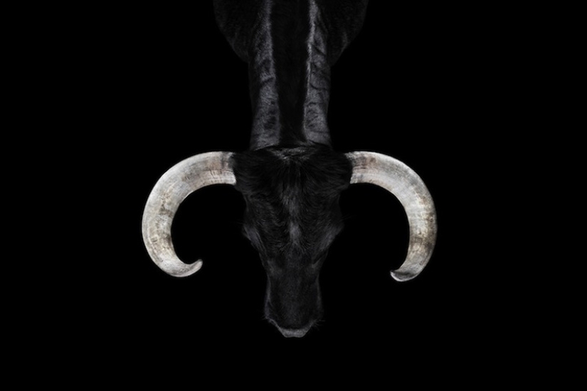 Retratos de animales de cerca Retratos de animales de cerca